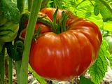 red giant tomato