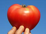 tomato heart