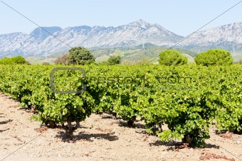 vineyars in Languedoc-Roussillon, France