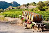 vineyard with barrels, Villeneuve-les-Corbieres, Languedoc-Roussillon, France