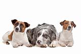 Two Jack Russel Terrier dogs and a Border collie