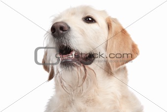 mixed breed Labrador