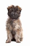 Pyrenean Shepherd puppy