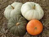pumpkins harvest