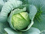 cabbage head
