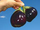 eggplants in hand