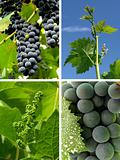 grapes collage