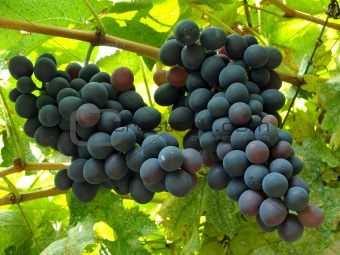 two grape clusters