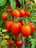 bunch of tomatoes