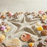 beach white sand starfish print many clam shells