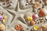 beach white sand starfish print many clam shells