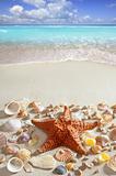 beach sand starfish caribbean tropical sea
