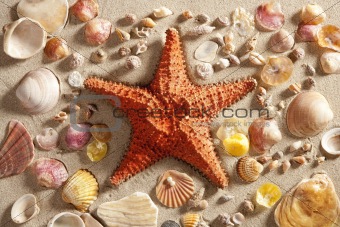 beach white sand starfish many clam shells summer