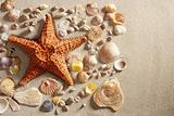 beach white sand starfish many clam shells summer