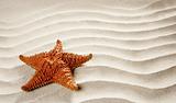 beach white wavy sand starfish summer vacation