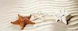 caribbean tropical wavy white sand starfish shell