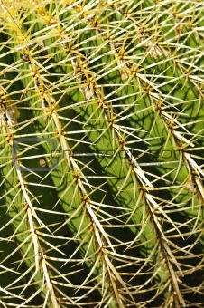 Detail of a golden barrel (Echinocactus grusonii) cactus