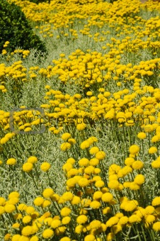 Field of gray santolina (Santolina Chamaecyparissus) flowers
