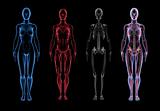 Female Anatomy (3D Body, Muscle & Skeleton)