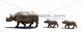 Rhino family isolated