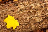 yellow maple leaf on trunk