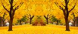 yellow maple leaves landscapes 