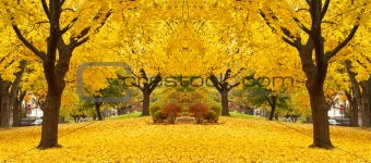 yellow maple leaves landscapes 
