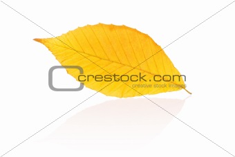 Autumn leaf
