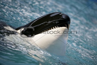 Killer whale, orca
