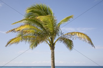 Isolated Palm Tree