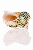 Turban Seashell
