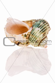 Turban Seashell