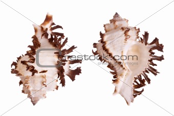 Murex Seashells