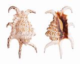 Chiragra Spider Conch Shells