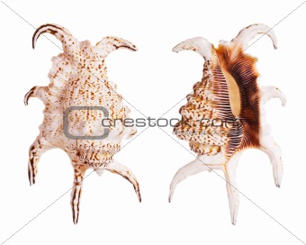 Chiragra Spider Conch Shells
