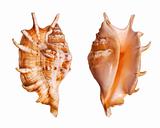 Lambis Seashells