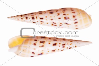 Marlin Spike Shells