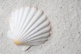 Scallop seashell