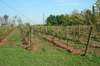 Rows of Grapes