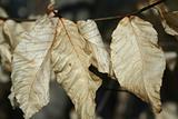 Dried Leaves