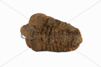 Trilobite Fossil 