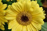 Yellow Flower with water droplets