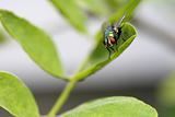 Green Fly on Leaf