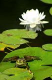 Bull frog and lotus flower