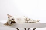 White bengal cat