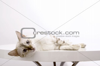 White bengal cat