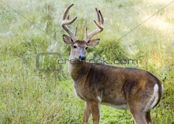 Buck Whitetail Deer (Odocoileus virginianus)