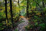 Path Through the Autumn Forest