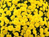 yellow chrysanthemums