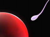 egg and sperm